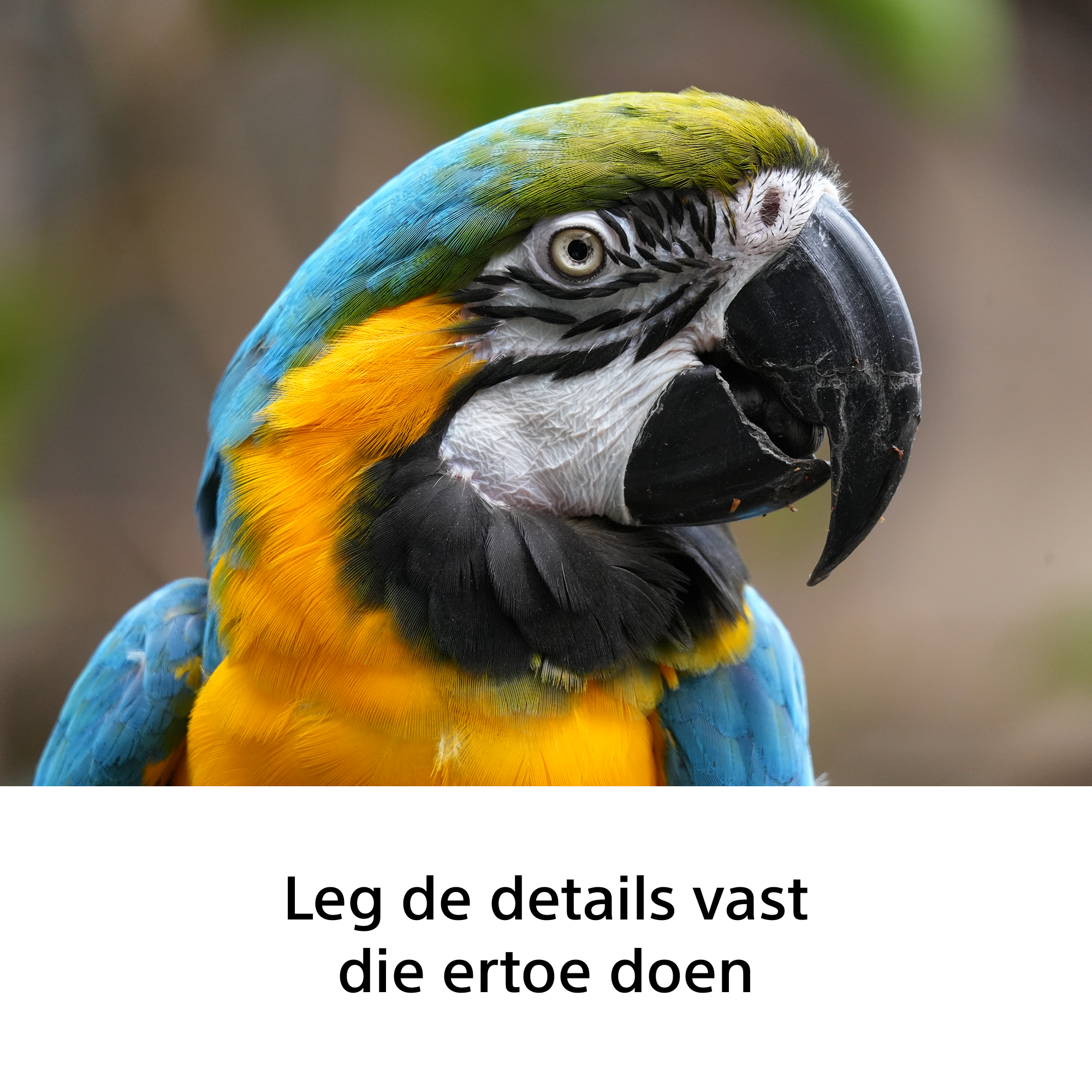Sony FE 100-400 mm F5.6-8 OSS - Afbeelding 5